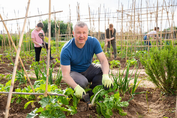 Interested amateur gardener with his wife and children working in backyard garden, weeding with hoe on vegetable patch.