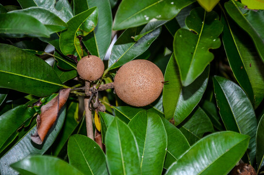 Manilkara zapota, commonly known as sapodilla, sapota, chikoo, naseberry, or nispero is a long-lived, evergreen tree native to southern Mexico, Central America and the Caribbean.