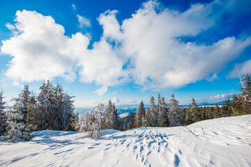 Spruce winter forest overlooking the mountains