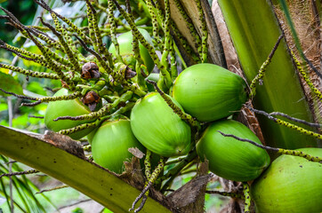 Cocos nucifera is a coconut flower before its grow to be mature coconut © MohamadAsri