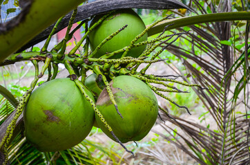 Young coconut for fresh coconut juice.