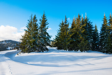Fototapeta na wymiar Beautiful view of majestic green spruce trees