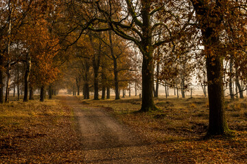 Sand road in fall season during sunset in the veluwe