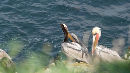 Brown pelicans with throat pouch and double-crested cormorants after fishing, rock in La Jolla Cove. Sea bird with large beak on cliff over pacific ocean in natural habitat, San Diego, California USA