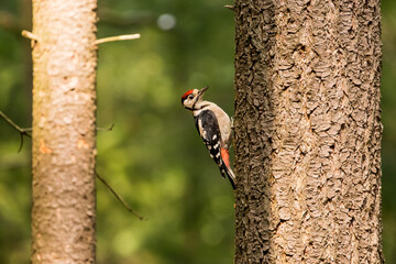 Female great spotted woodpecker on a branch in a forest. Great spotted woodpecker at the veluwe.