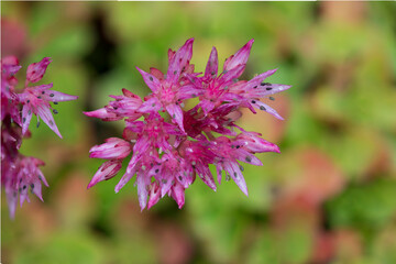 bee on pink flower
