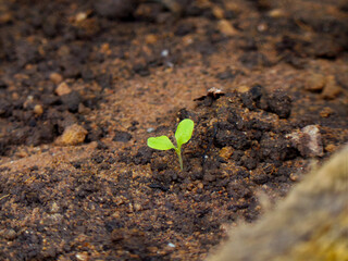 budding life