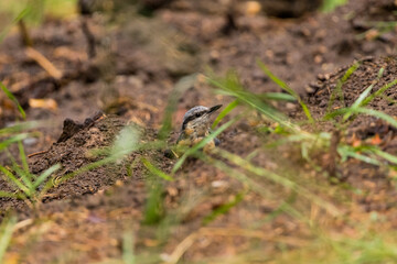 Eurasian nuthatch (Sitta europaea) foraging on the ground