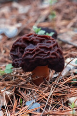 Wrinkled morel mushroom in moss in the forest