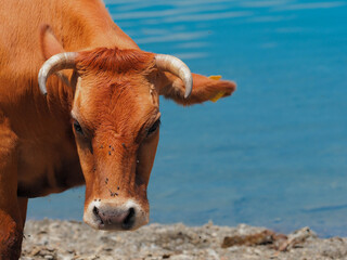 free cow in Giacopiane lake