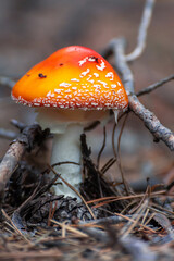 Young Amanita Muscaria in the forest, poisonous mushroom.