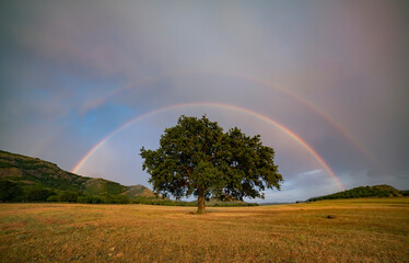 Rainbow above an old oak tree