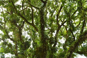 Big tree in forest with green leaf ivy