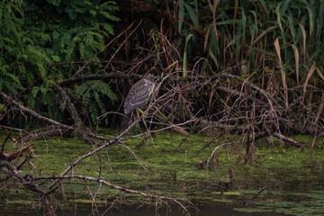 a great gray heron in a dense forest near the river