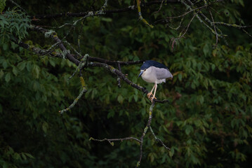 a great gray heron in a dense forest near the river