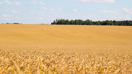 Naklejka premium Golden Wheat. Wheat fields on a sunny day. Yellow Sea. Grain harvest. Close up and panorama of fields.