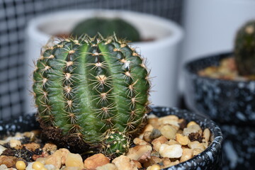 Cactus, which many people like to raise