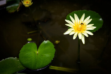 White yellow tropical lotus or water lily flower is blooming in a garden with a small bee enjoy taking nectar. Closeup shot with dark tone background