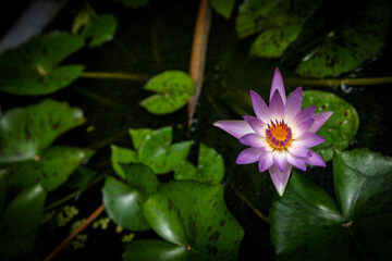 White pink tropical lotus or water lily flower is blooming in a garden with a small bee enjoy taking nectar. Closeup shot with dark tone background