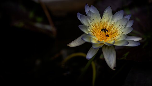 White pink tropical lotus or water lily flower is blooming in a garden with a small bee enjoy taking nectar. Closeup shot with dark tone background