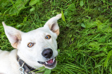 Portrait of a muzzle of a happy dog on green grass from above