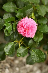 Pink flower growing on a plant
