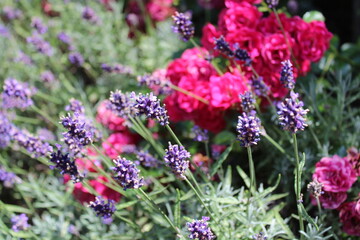 Obraz premium Lavendel und Rosen