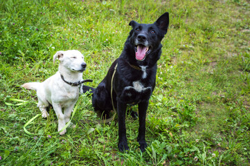 Portrait of a white and black dog on the grass in the park. Two dogs sitting side by side