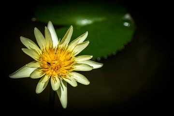 White yellow tropical lotus or water lily flower is blooming in a garden with a small bee enjoy taking nectar. Closeup shot with dark tone background