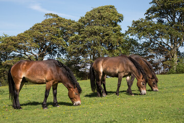 Exmoor ponies grazing on green pasture outside Dunster, Somerset UK