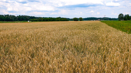 Der Anbau von verschiedenen Getreidesorten im Knoblauchsland