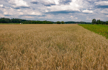 Der Anbau von verschiedenen Getreidesorten im Knoblauchsland