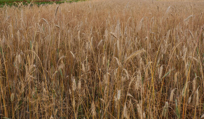 Der Anbau von verschiedenen Getreidesorten im Knoblauchsland