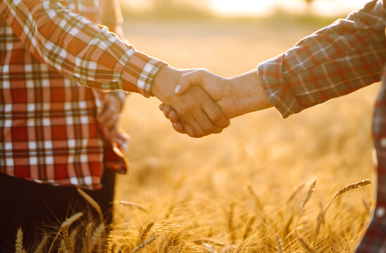 Handshake of two farmer. Successful businessmen handshaking after good deal on the background of a wheat field. Agriculture and harvesting concept. 