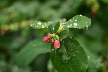 Water drops on the fresh leaf and flower buds of Snowberry.