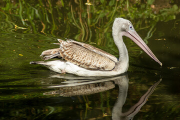 pelican in water
