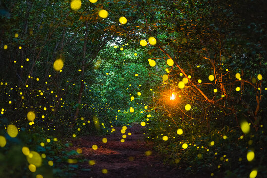 Firefly flying at night in the forest © songdech17