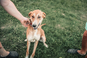 pet dog is put on a collar for a walk.