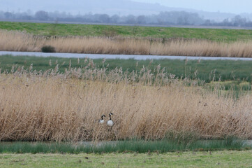 Canada geese in the reedbed