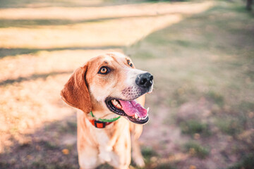 redhead smiling dog for a walk on a sunny day, joyful pet.