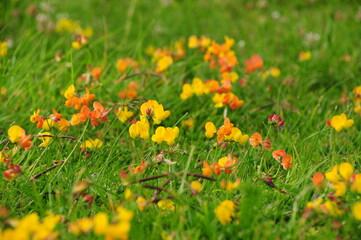 Bird's foot trefoil (Lotus corniculatus) on field