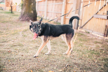 joyful dog on a walk in summer.