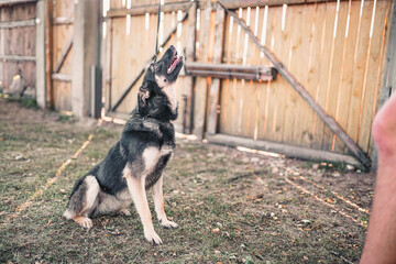 joyful dog on a walk in summer.