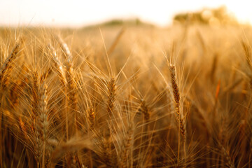 Gold wheat field. Rich harvest.