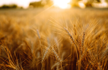 Gold wheat field. Rich harvest.