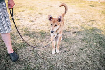 mongrel dog on a leash walks around the yard,