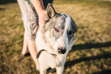 Naklejka premium Siberian Laika is friends with a man on a walk in the summer. 