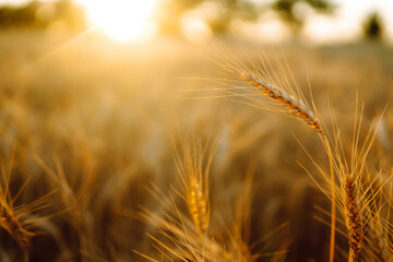 Fototapeta premium Gold wheat field. Rich harvest.