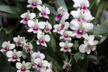 white orchids on tree in the garden (select focus)