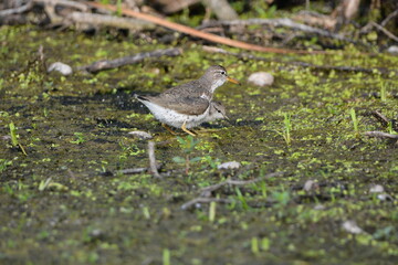 Adult and baby Spotted Sandpiper on beach